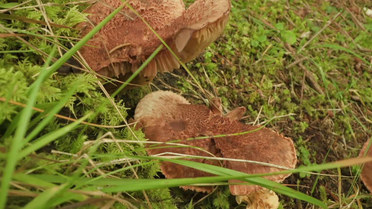 Inedible broken mushrooms