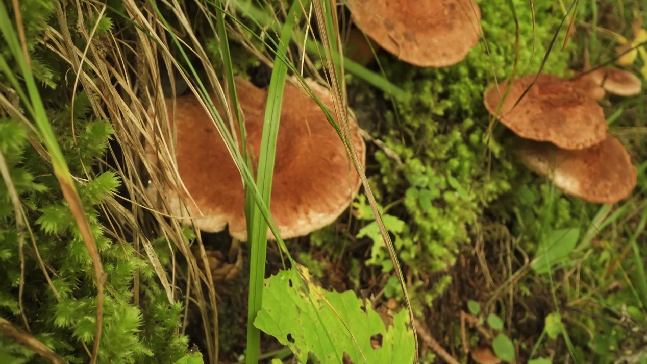 Russet scaly tricholoma mushrooms
