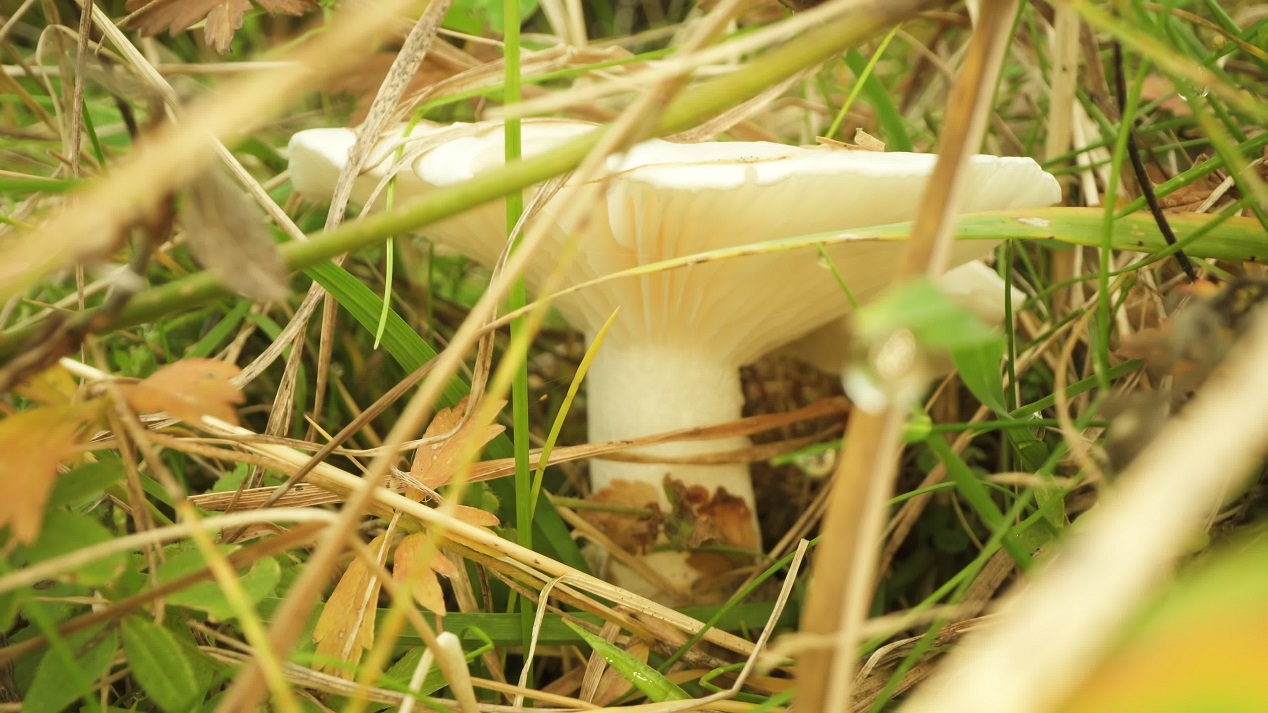 Jewelled Amanita mushroom mushroom grows among wet grass