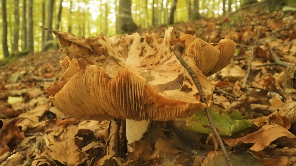 Mushroom camouflages itself among autumn leaves