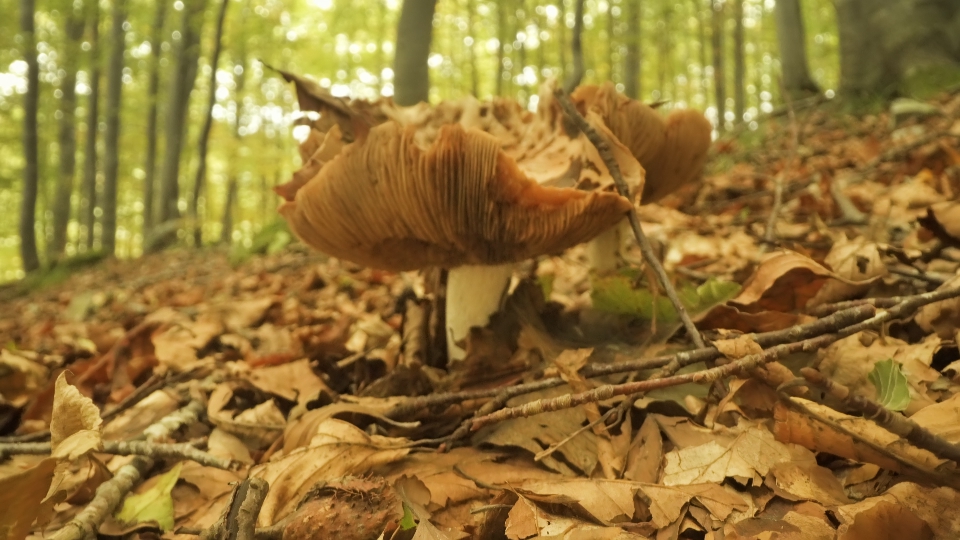 Mushroom grows in the woods