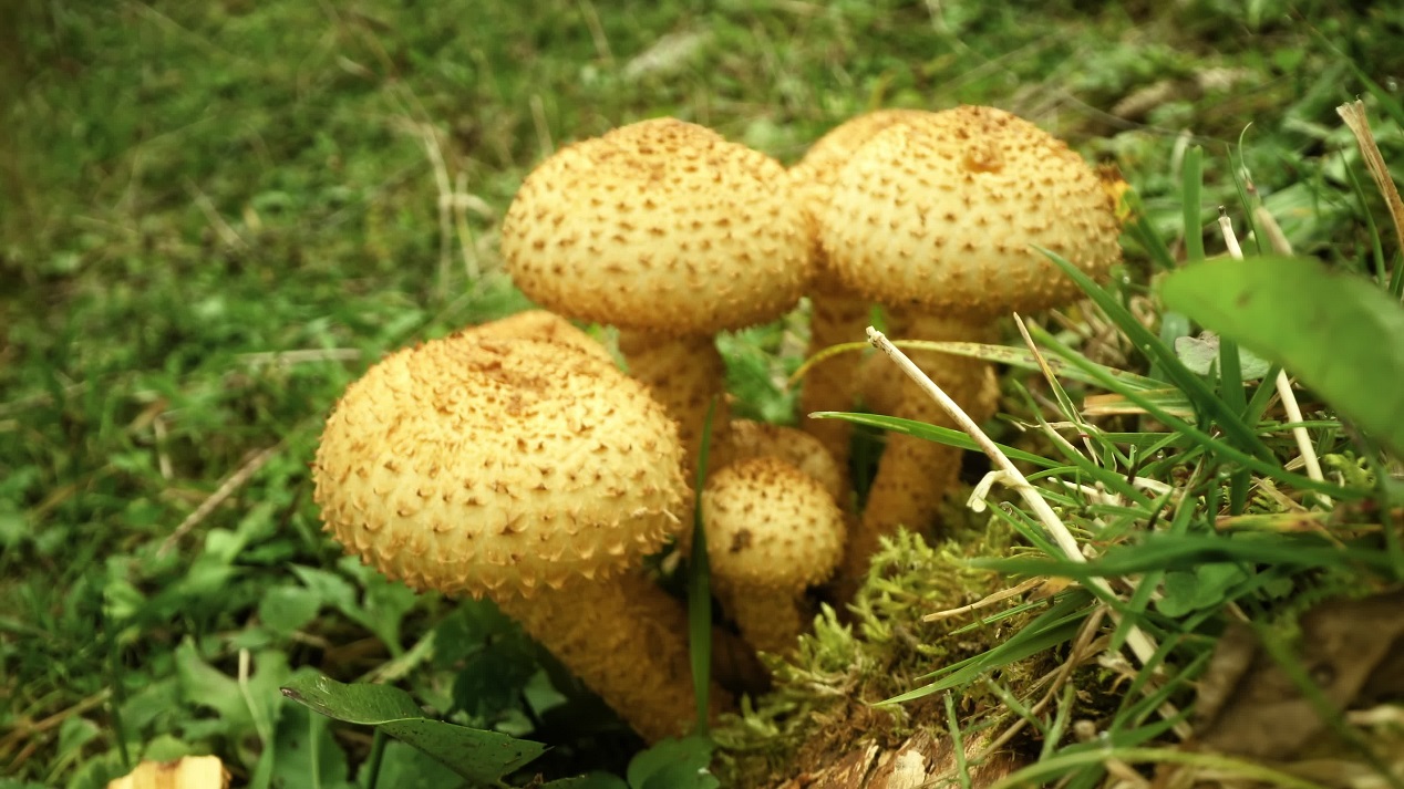 Armillaria mellea mushrooms grow