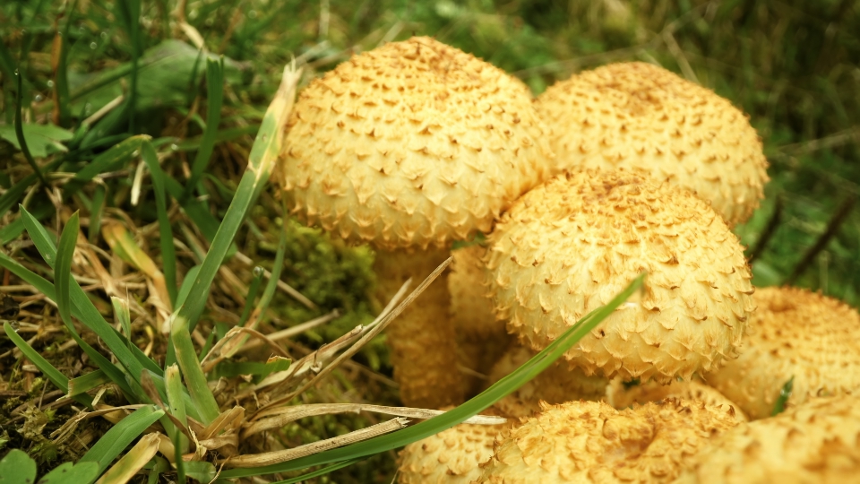 Edible mushrooms grow in the soil