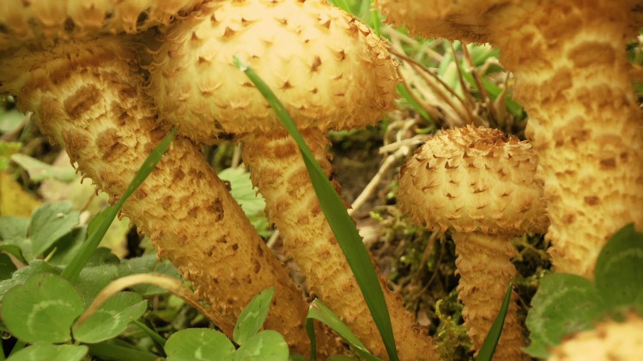 Armillaria mellea or Honey Fungus  grow in the grass