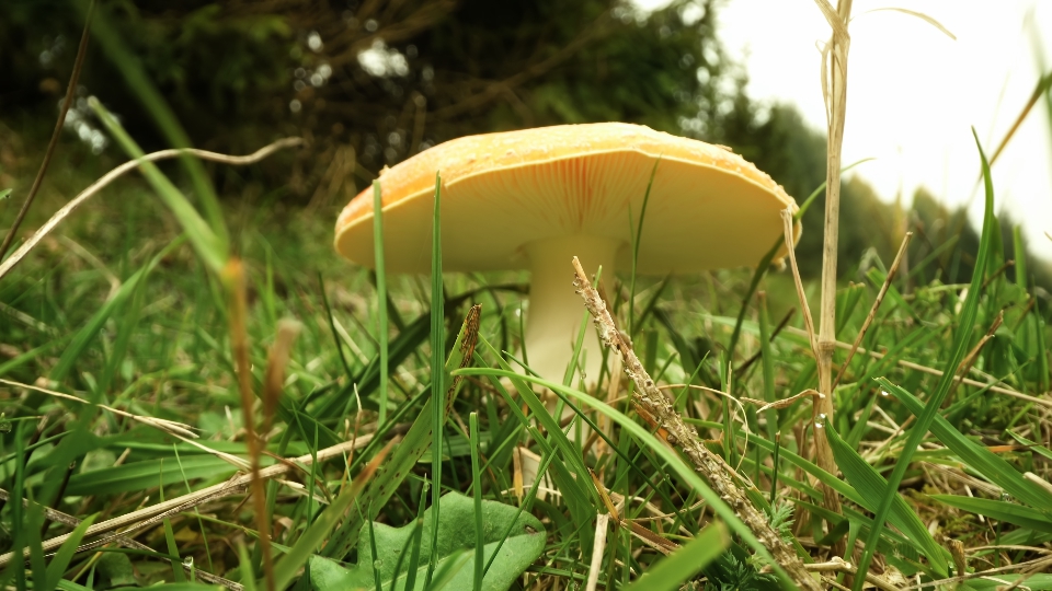 Toxic mushroom among green grass