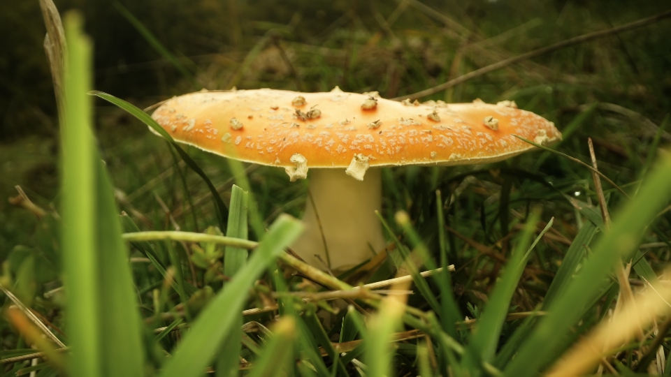 Poisonous orange mushroom with white spots