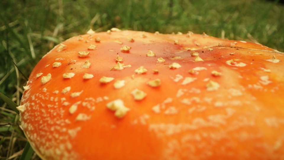 Beautiful mushroom Amanita muscaria