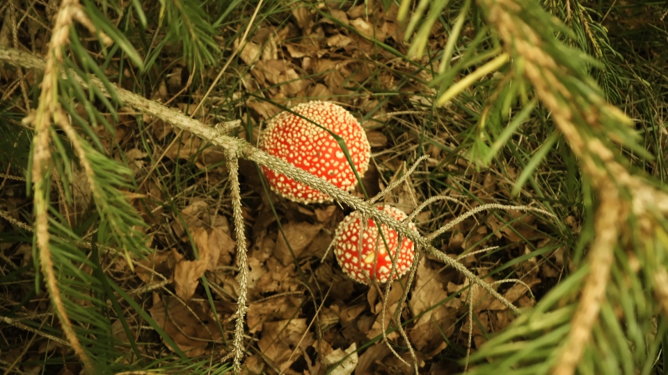 Poisonous mushroom Amanita muscaria in the woods