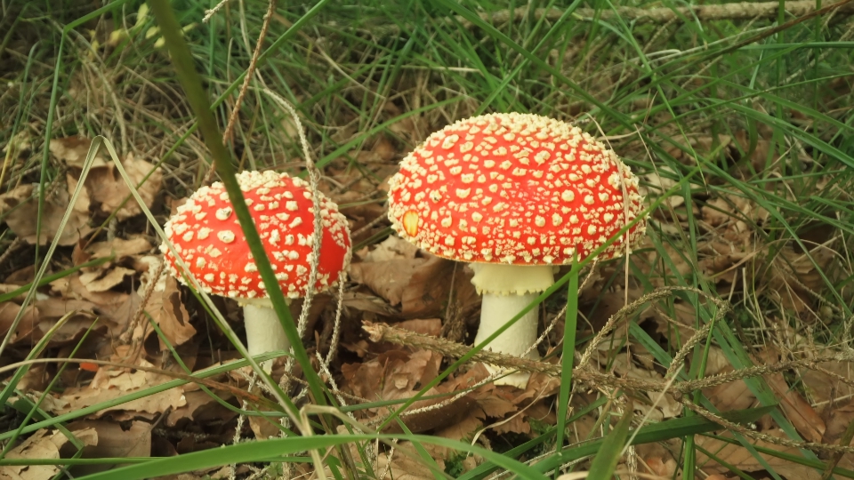 Red mushrooms with white dots