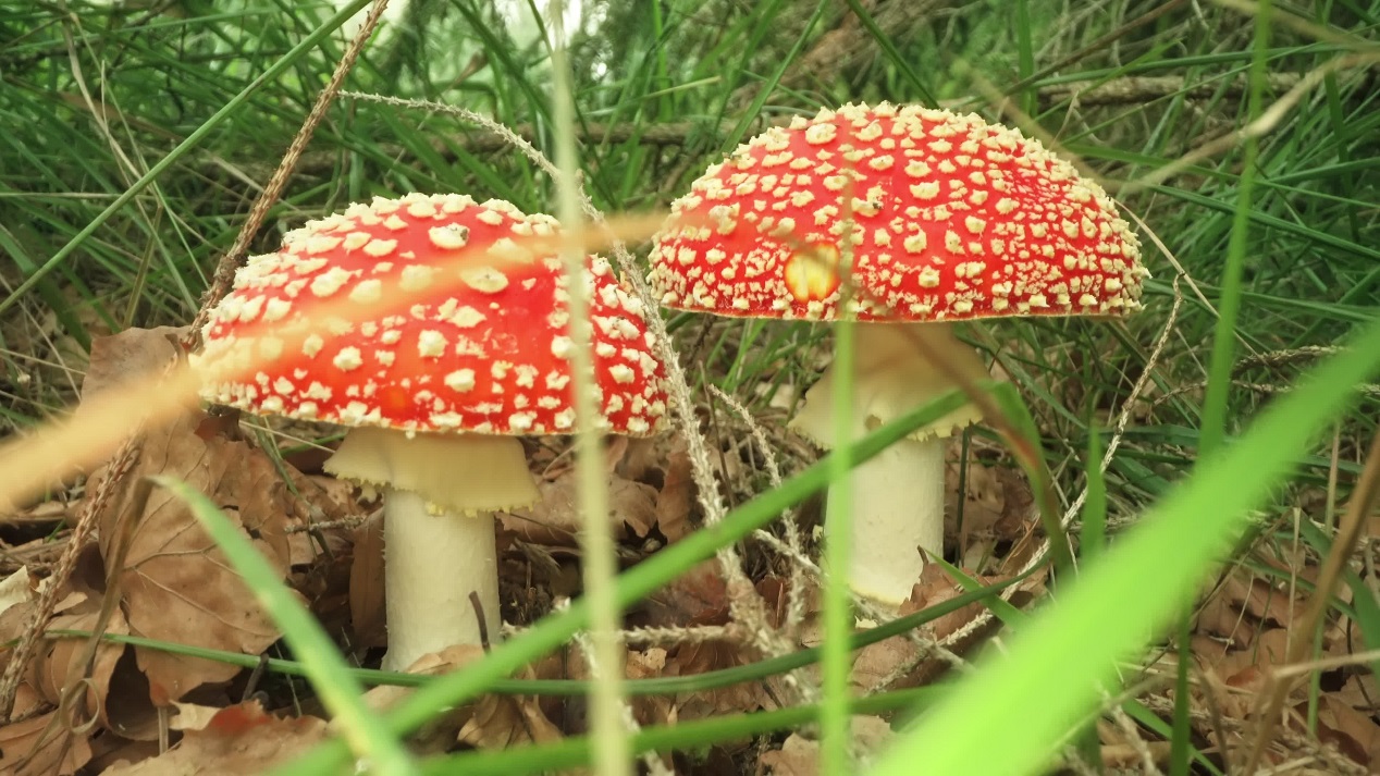 Amanita Muscaria mushrooms