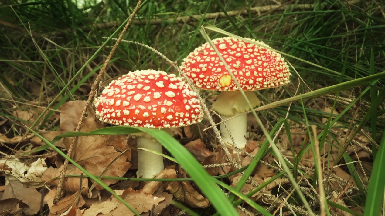 Red toadstool with white dots in the woods