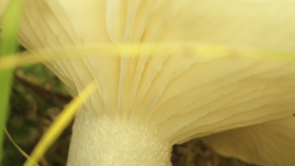 Mushroom grows among wet grass