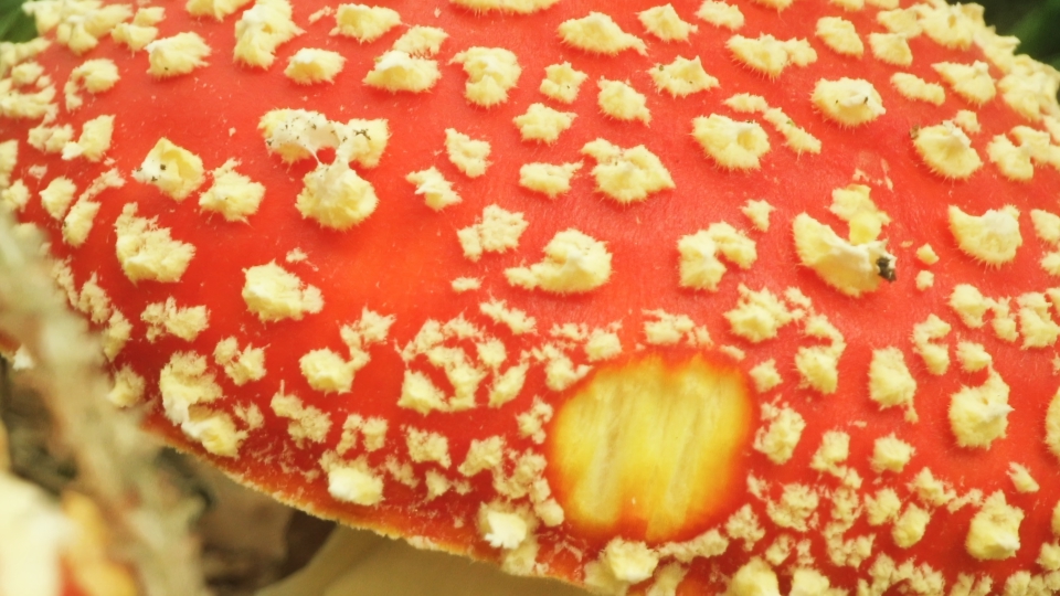 Red colored Amanita Muscaria with white dots