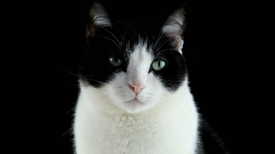 Gatto con grandi occhi su sfondo nero