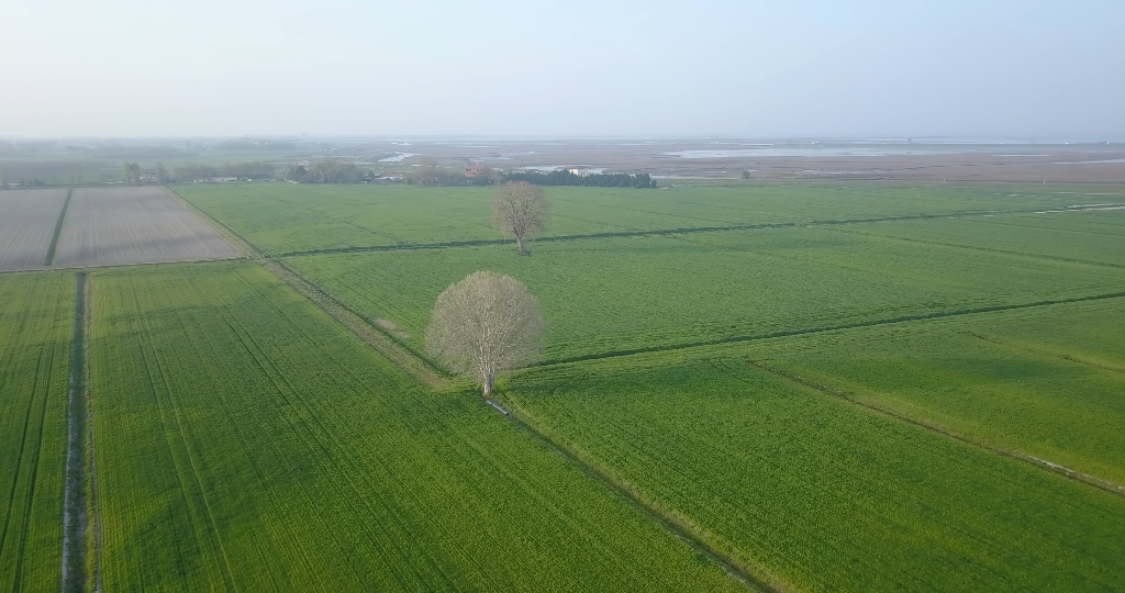 Two trees in the middle of the green fields