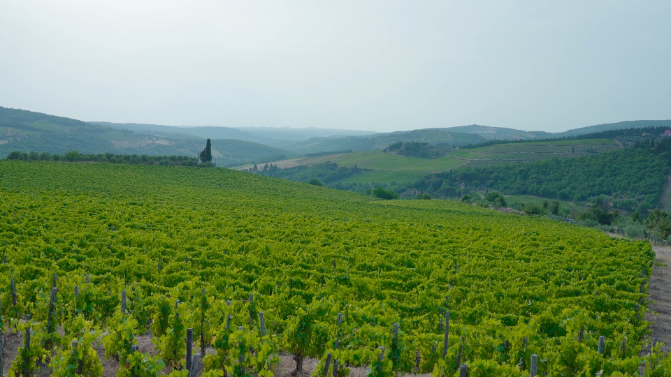 Beautiful Tuscany landscape with grape vines